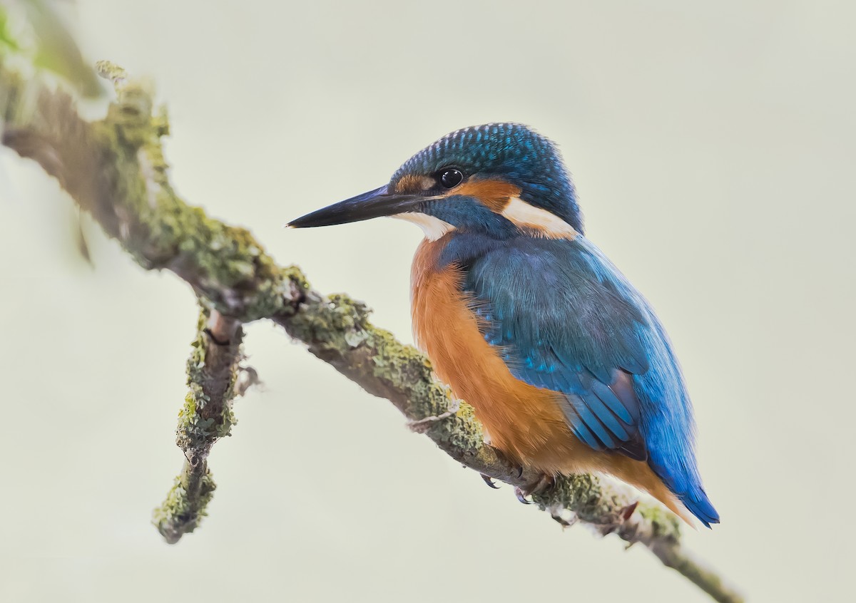 Common Kingfisher - ML267824391