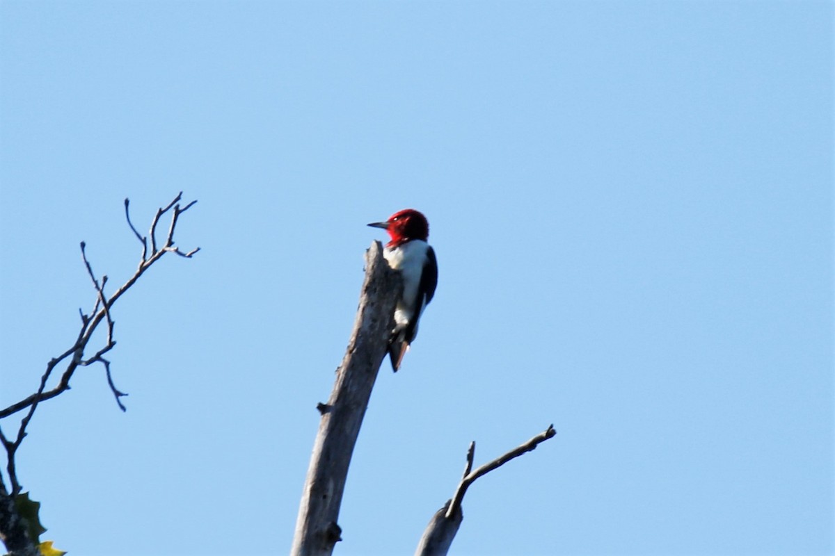 Red-headed Woodpecker - ML267824881