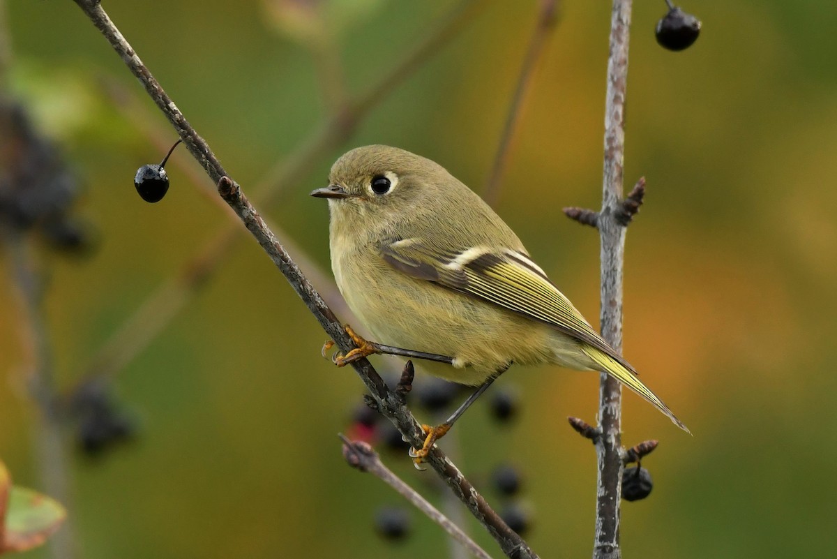 Ruby-crowned Kinglet - Wayne Grubert