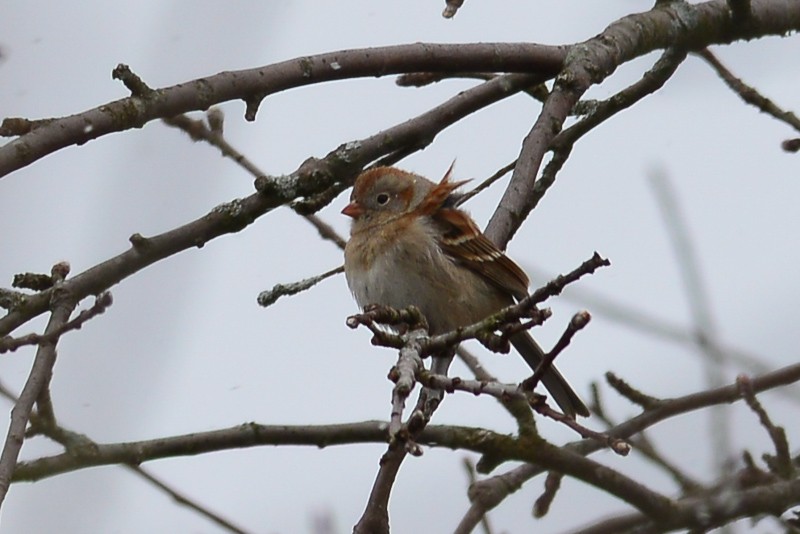 Field Sparrow - George Chiu