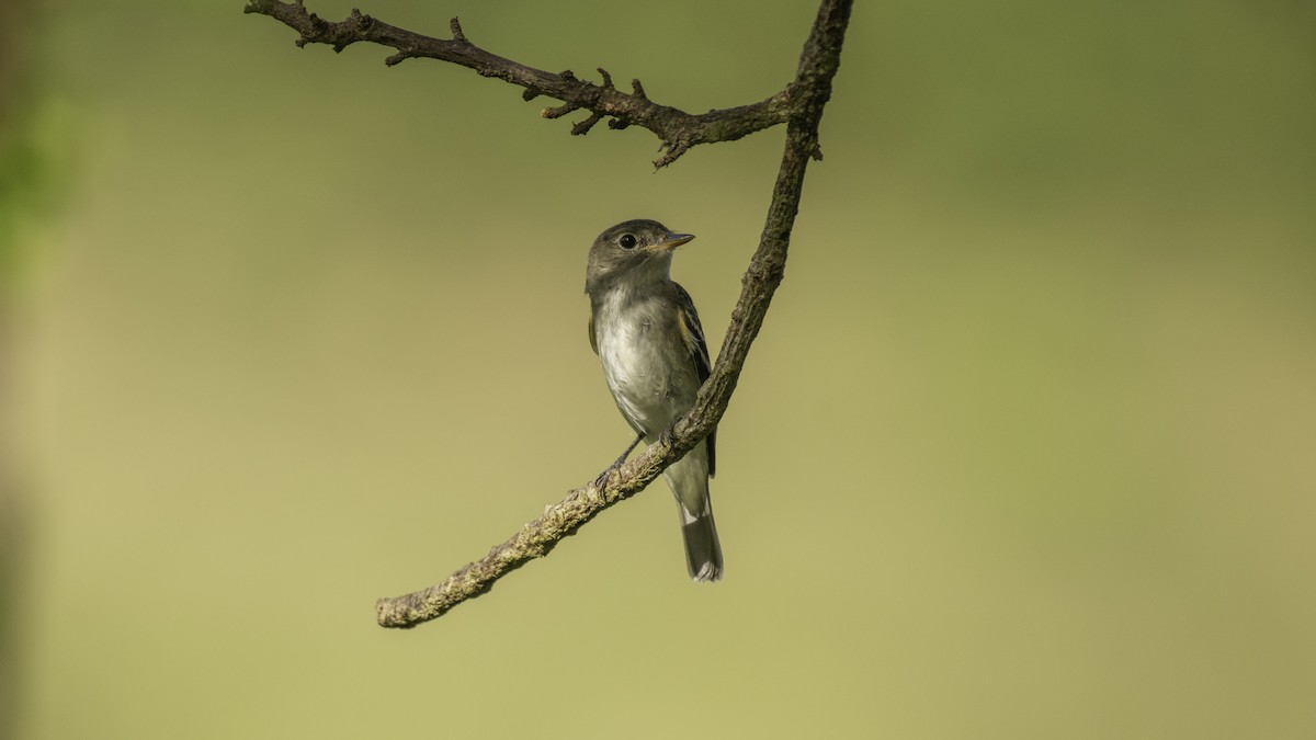 Least Flycatcher - ML267827541