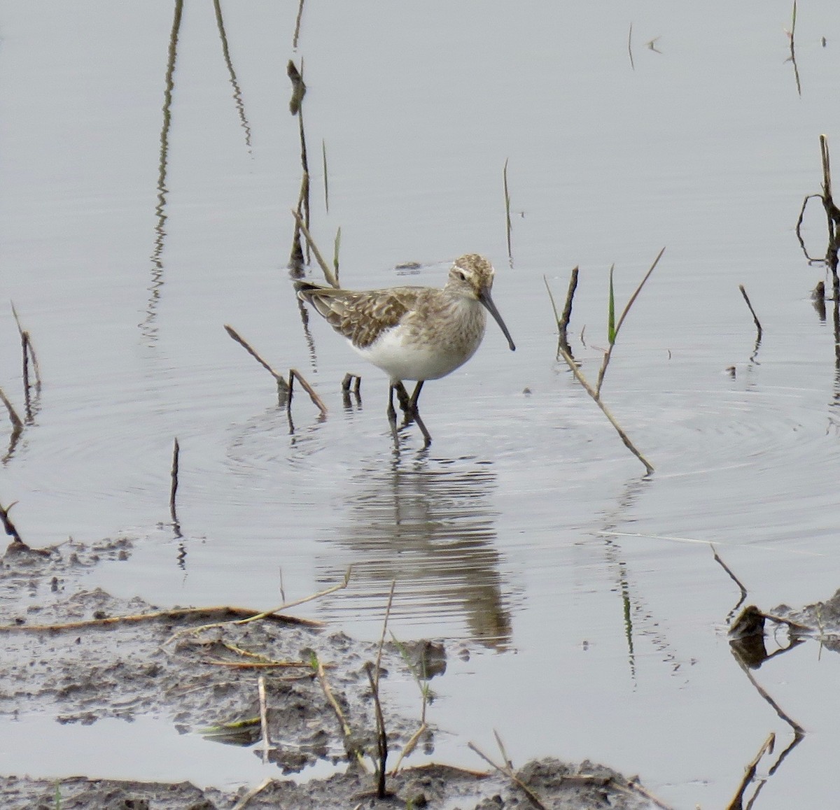 Curlew Sandpiper - ML267827661