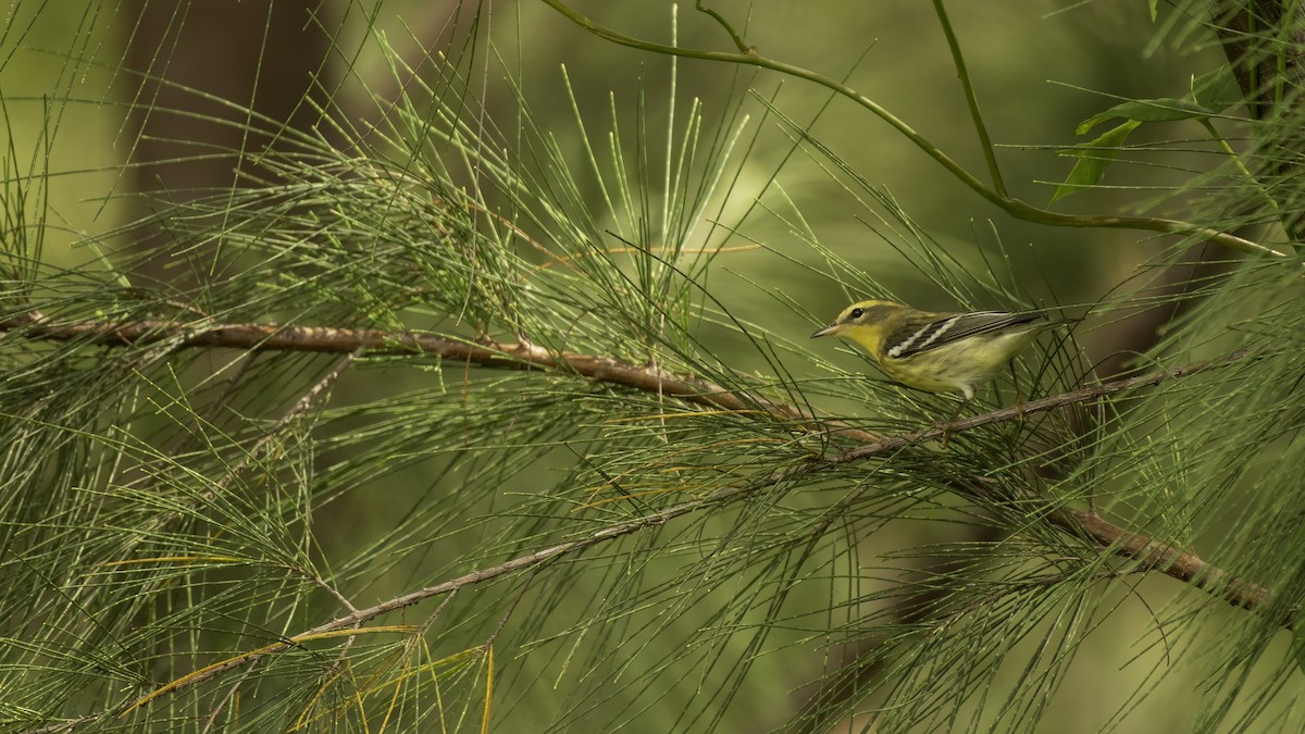 Blackburnian Warbler - ML267827721