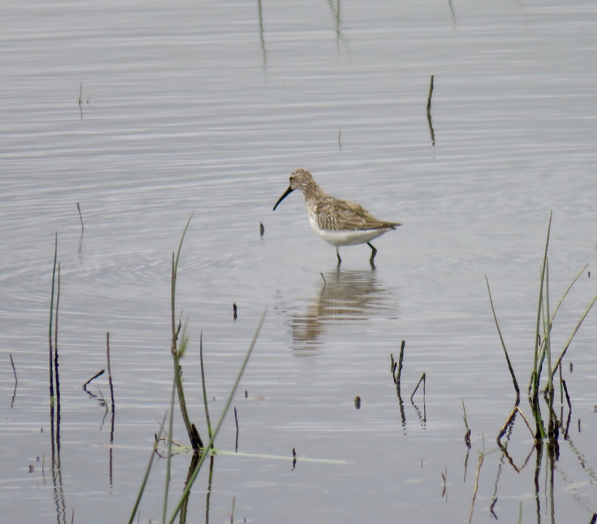 Curlew Sandpiper - ML267827741