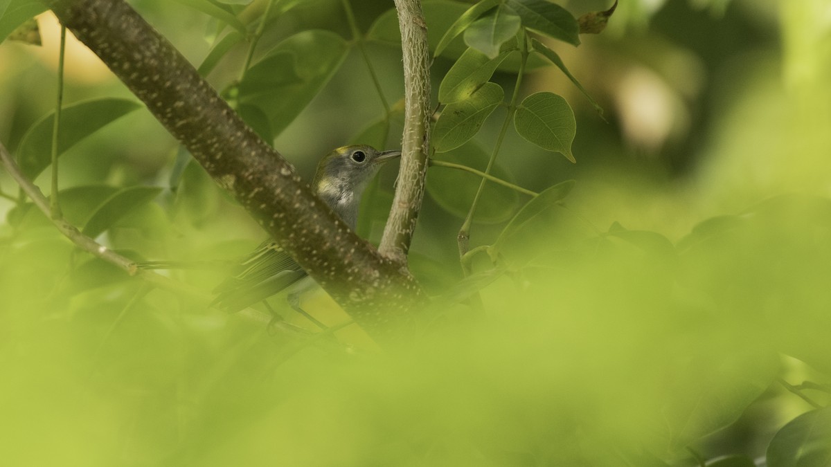 Chestnut-sided Warbler - ML267828091