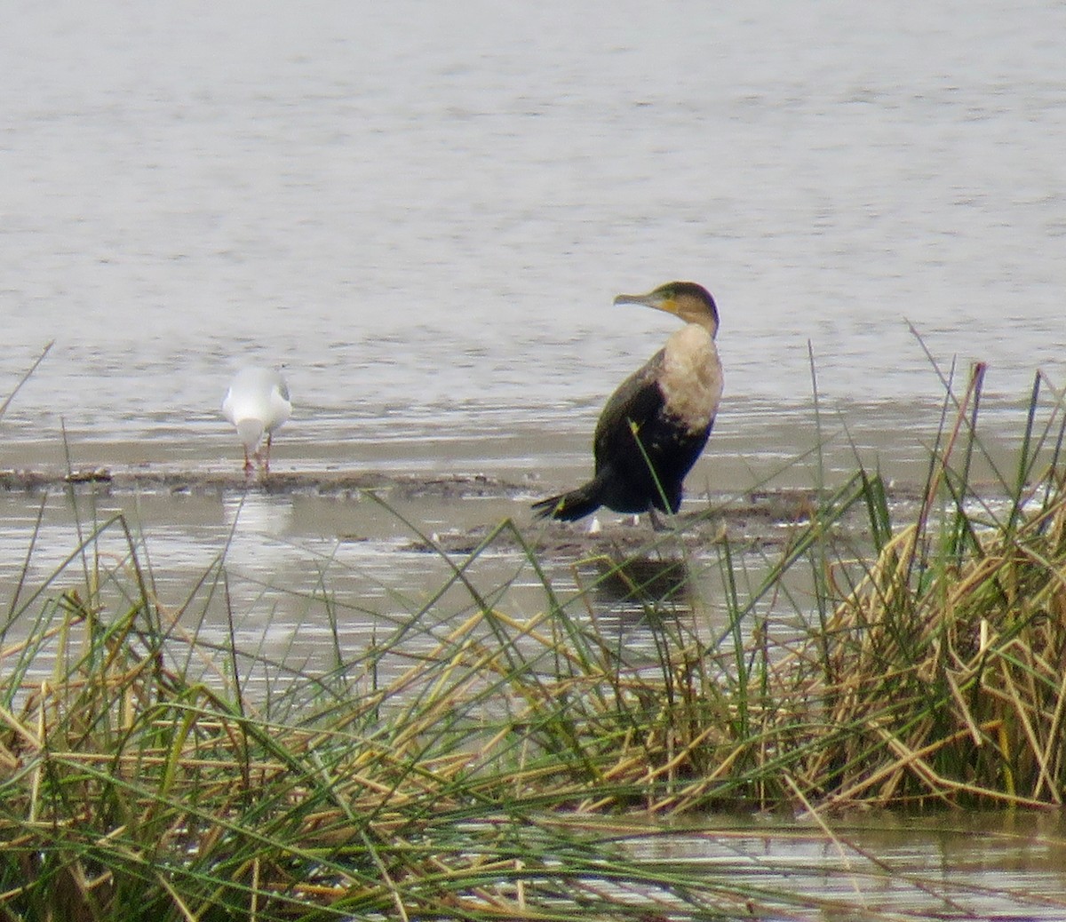 Great Cormorant (White-breasted) - ML267828291