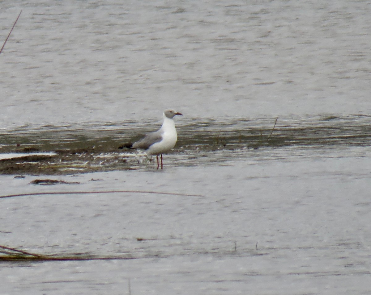 Mouette à tête grise - ML267828741