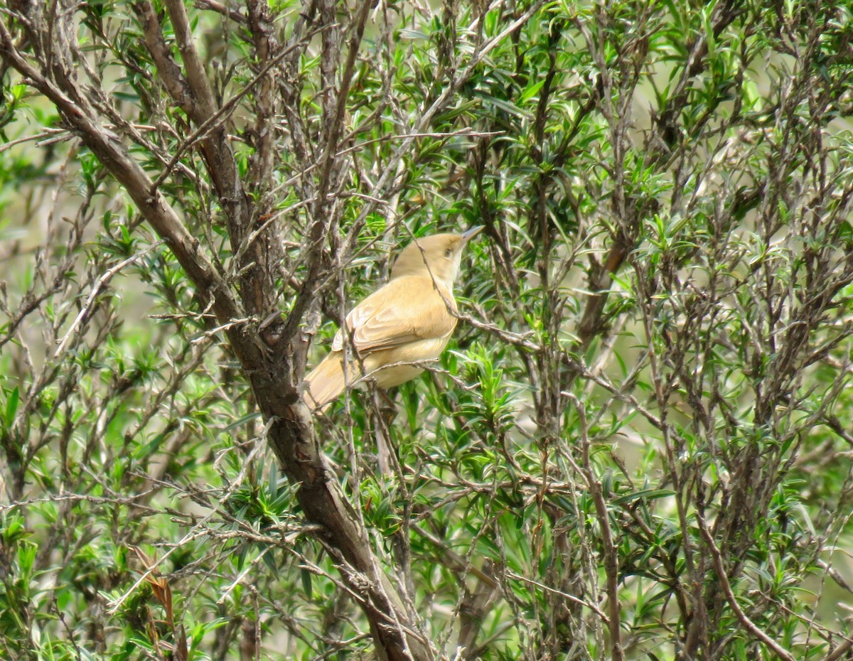 Common Reed Warbler (African) - ML267828861