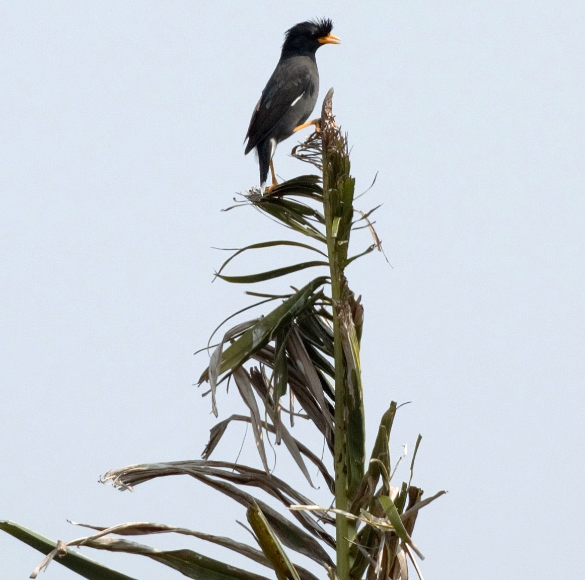 Great Myna - Diego Caiafa