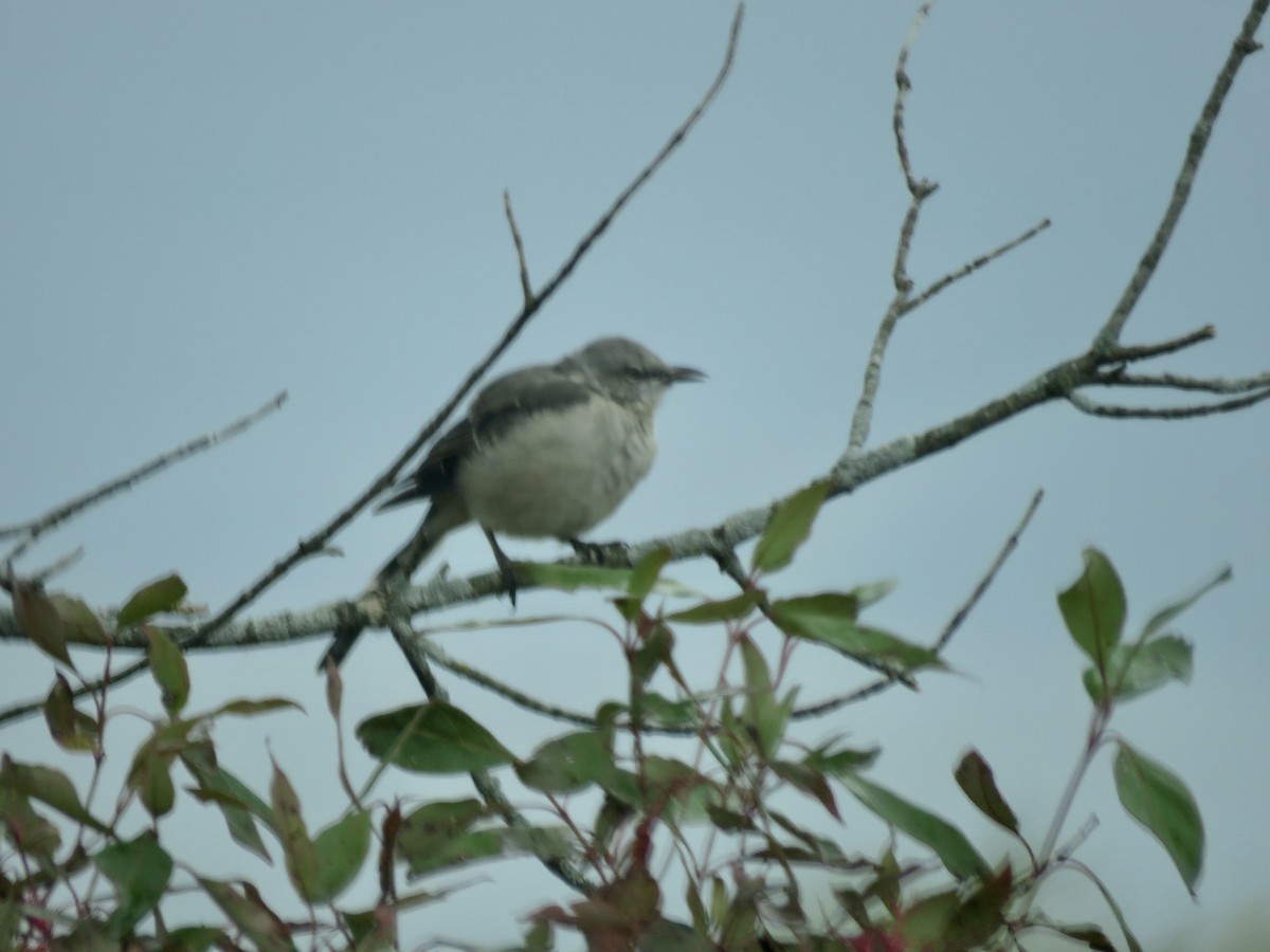 Northern Mockingbird - ML267830821