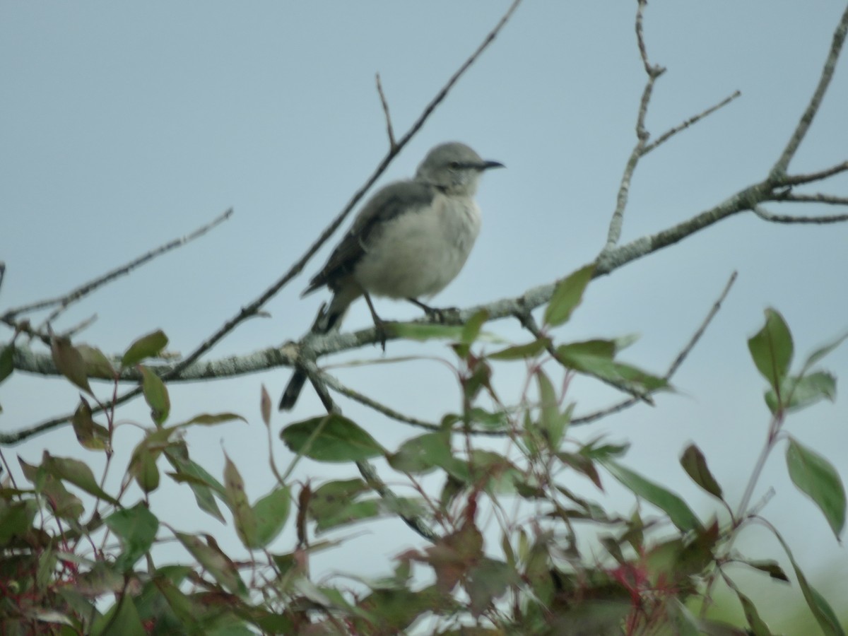 Northern Mockingbird - ML267830841