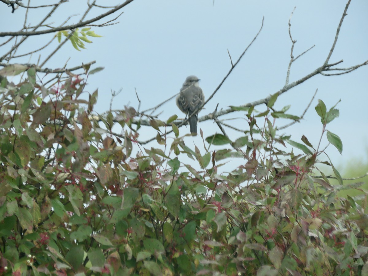 Northern Mockingbird - ML267830881