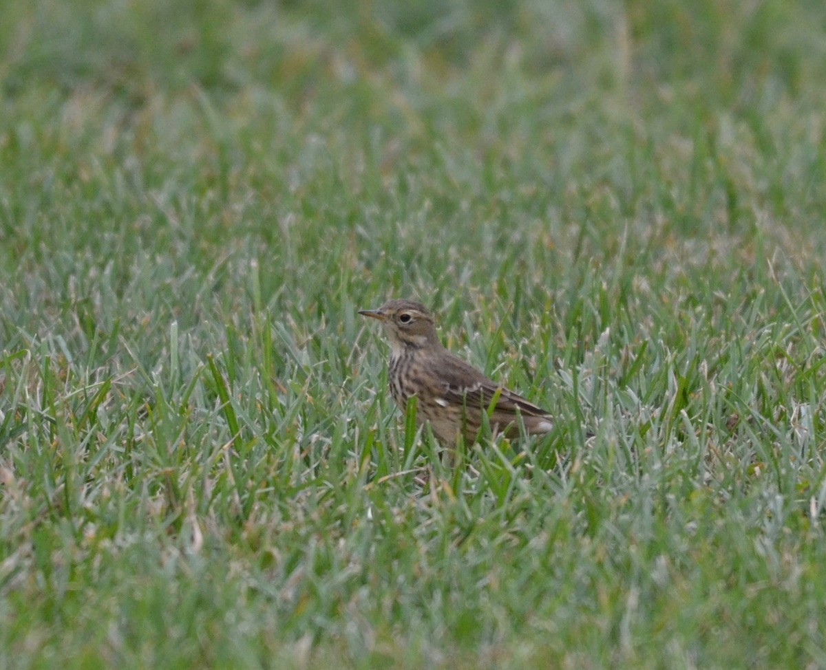 American Pipit - Peter Paul