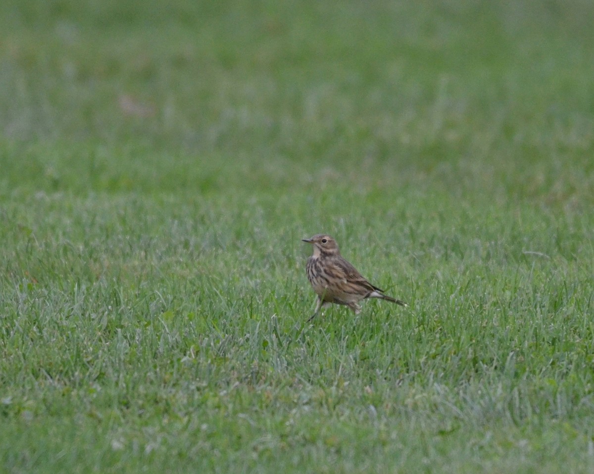 Pipit d'Amérique - ML267831491