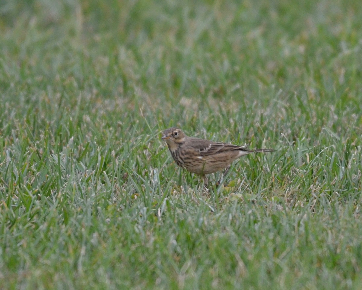 American Pipit - Peter Paul