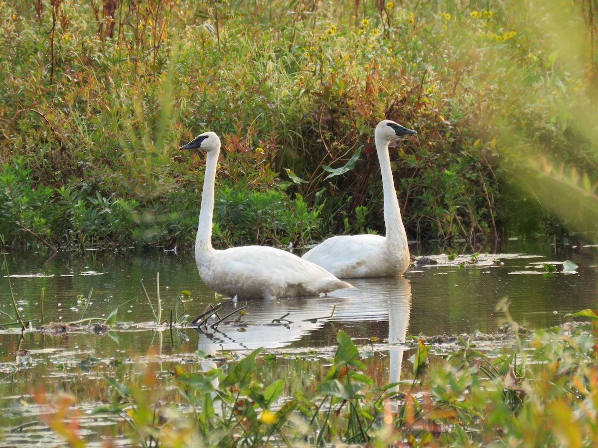 Trumpeter Swan - ML267832971