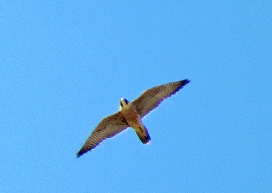 Peregrine Falcon - Diane Drobka