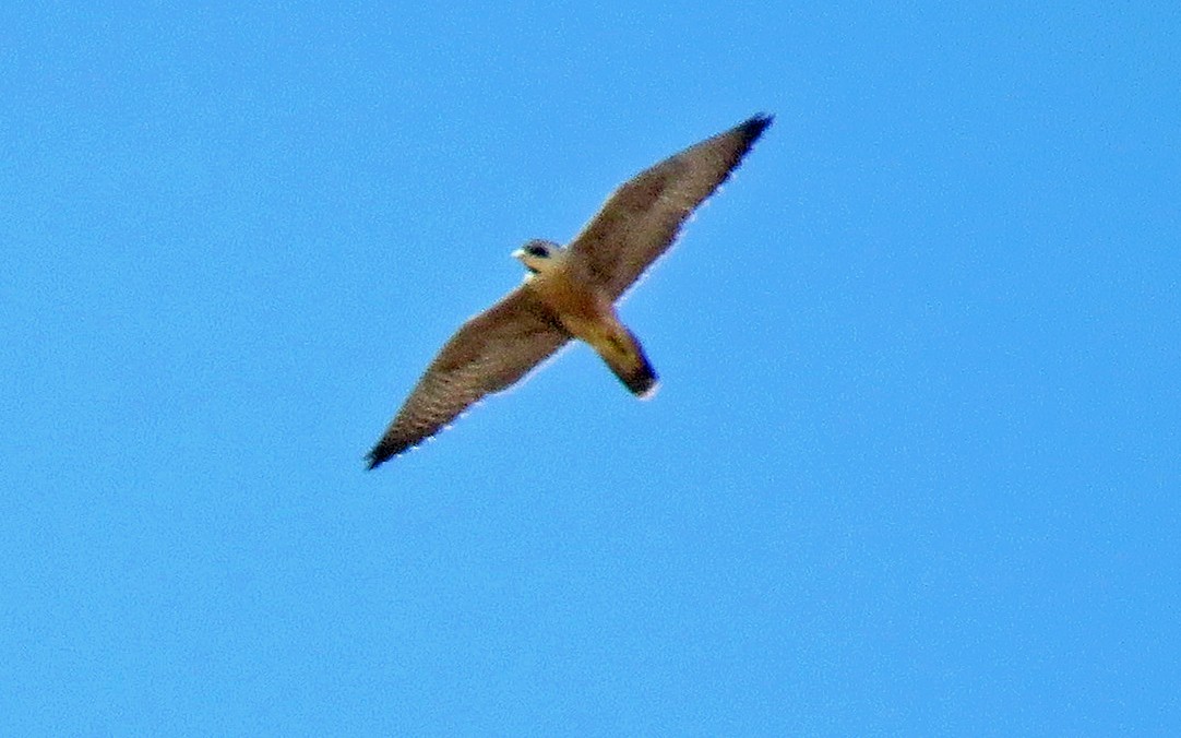 Peregrine Falcon - ML267833161