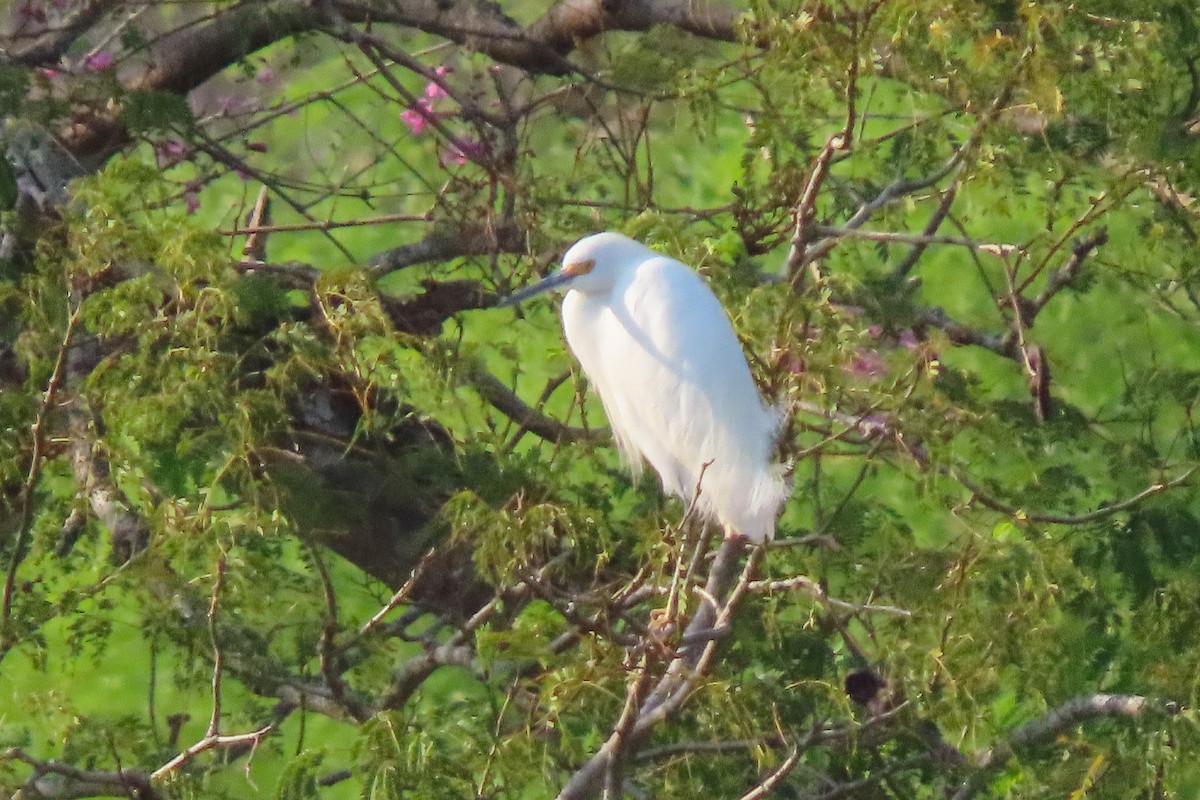 Snowy Egret - ML267833511