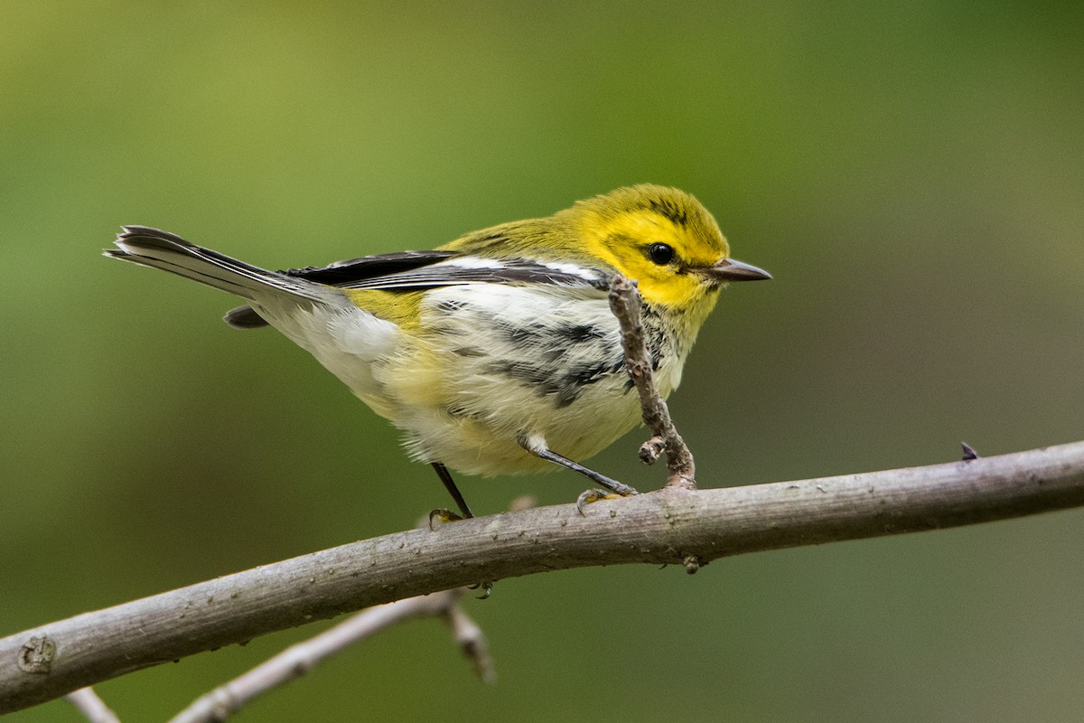 Black-throated Green Warbler - Sue Barth