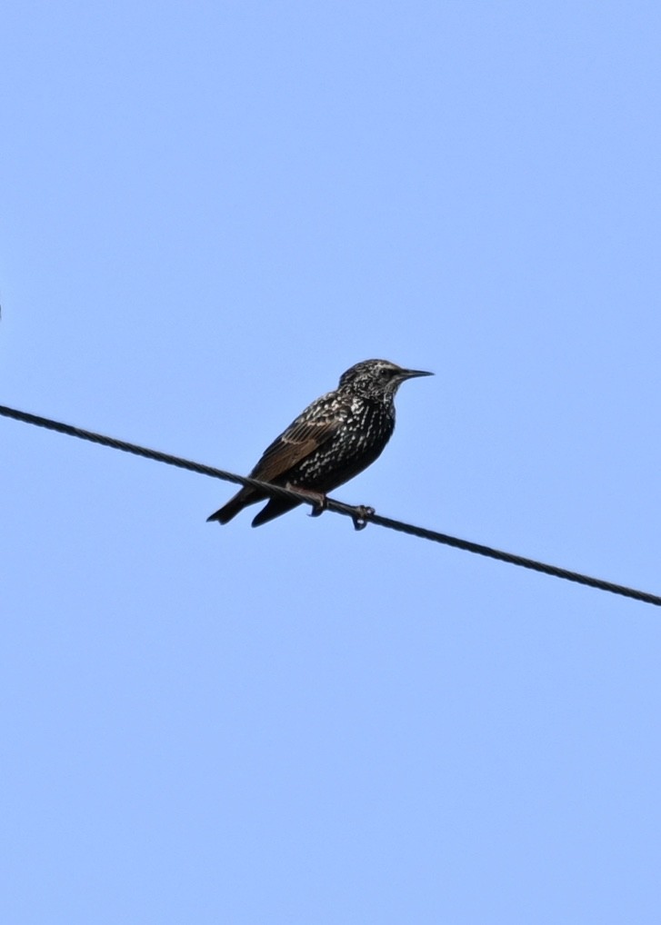 European Starling - ML267834921