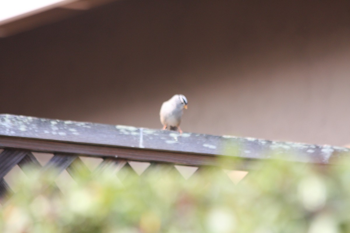 White-crowned Sparrow - ML267836181