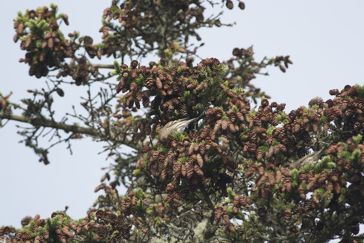 Pine Siskin - ML267836871