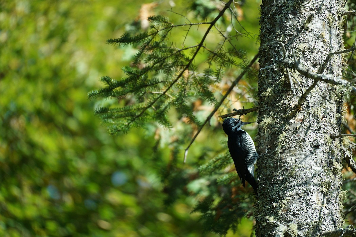 Black-backed Woodpecker - ML267837701