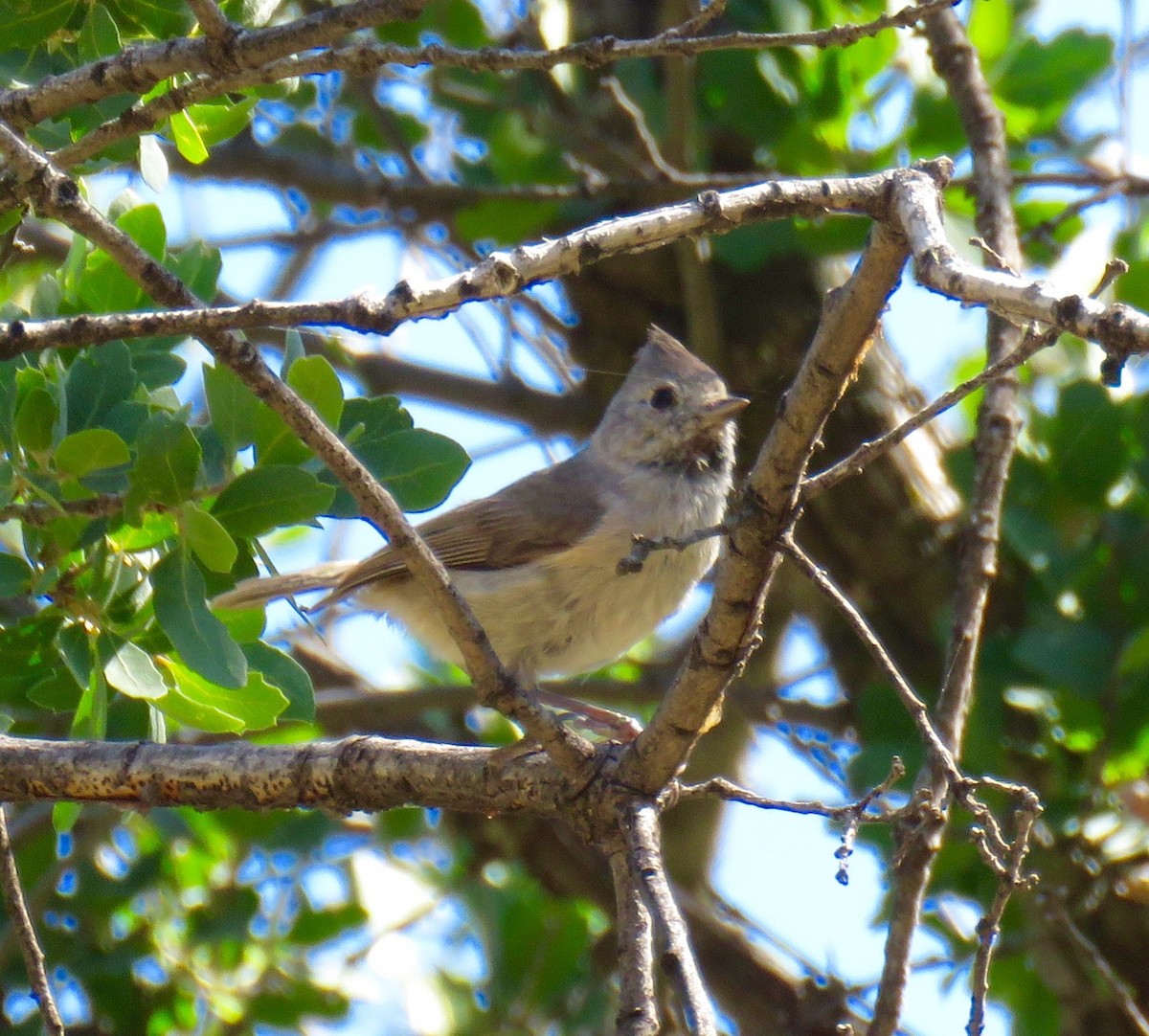 Oak Titmouse - ML26783781