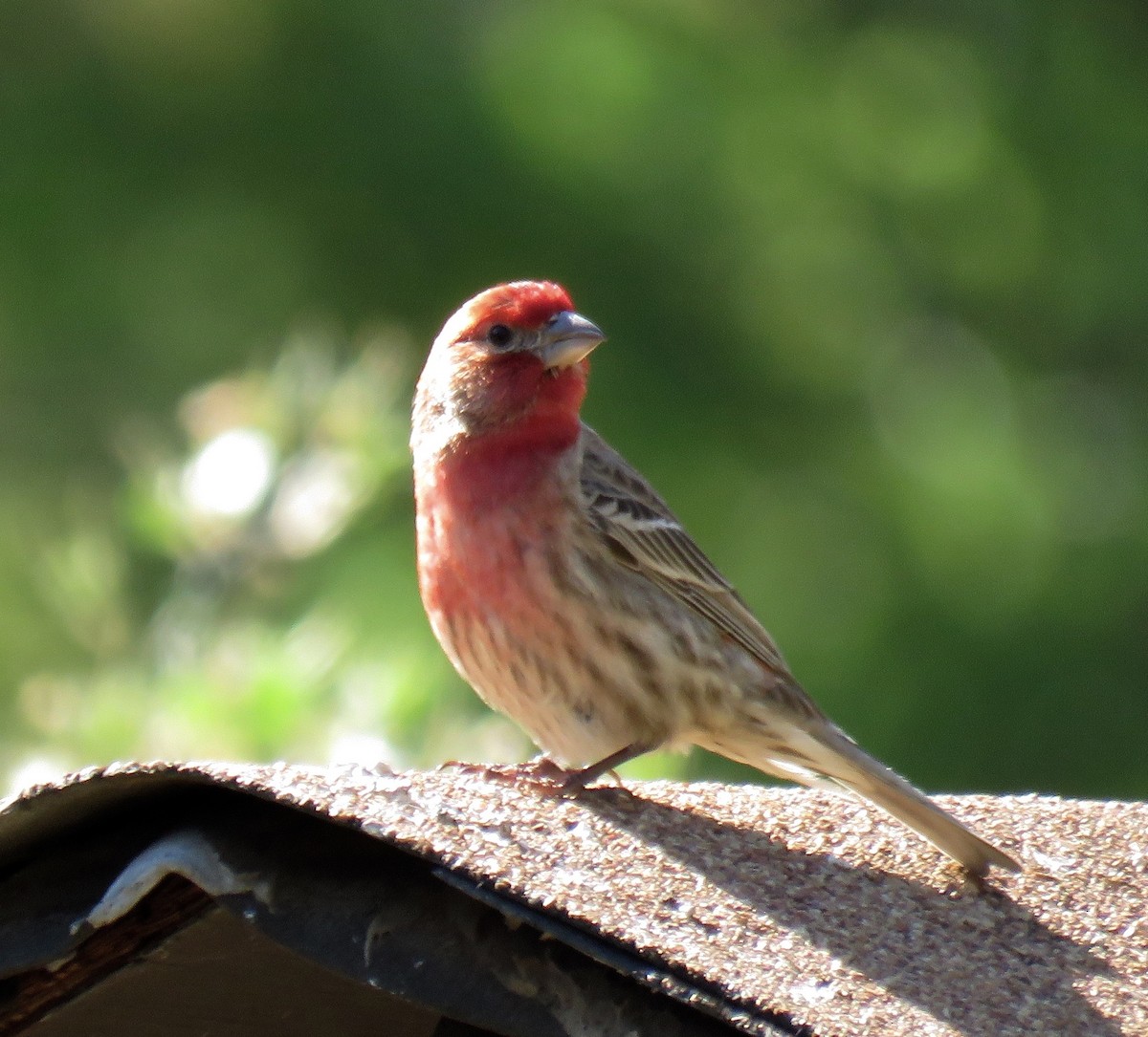 House Finch - ML26783801