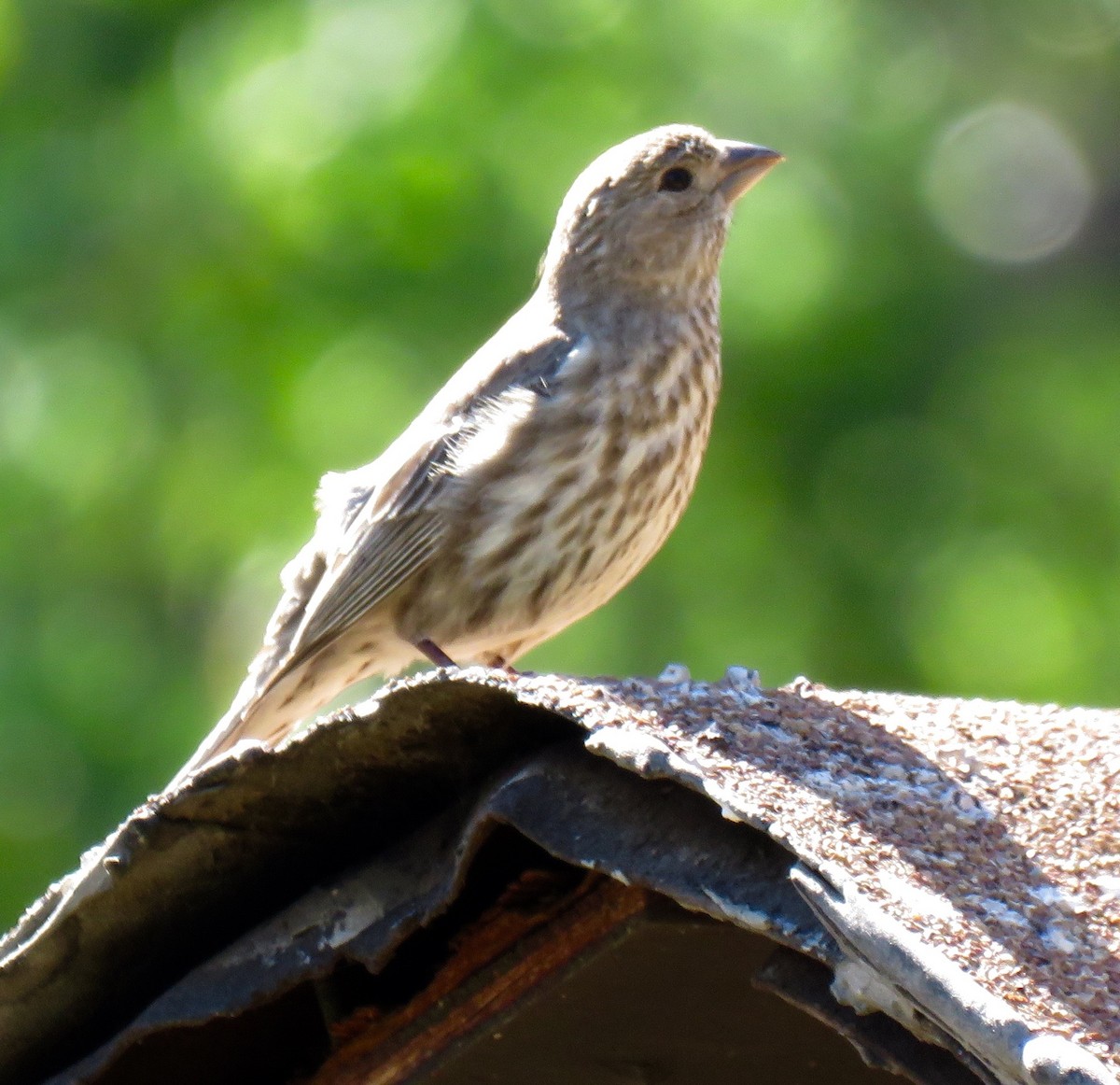 House Finch - ML26783811