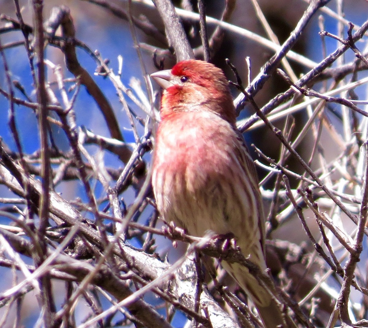 House Finch - ML26783821