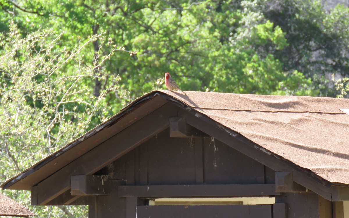 House Finch - ML26783831