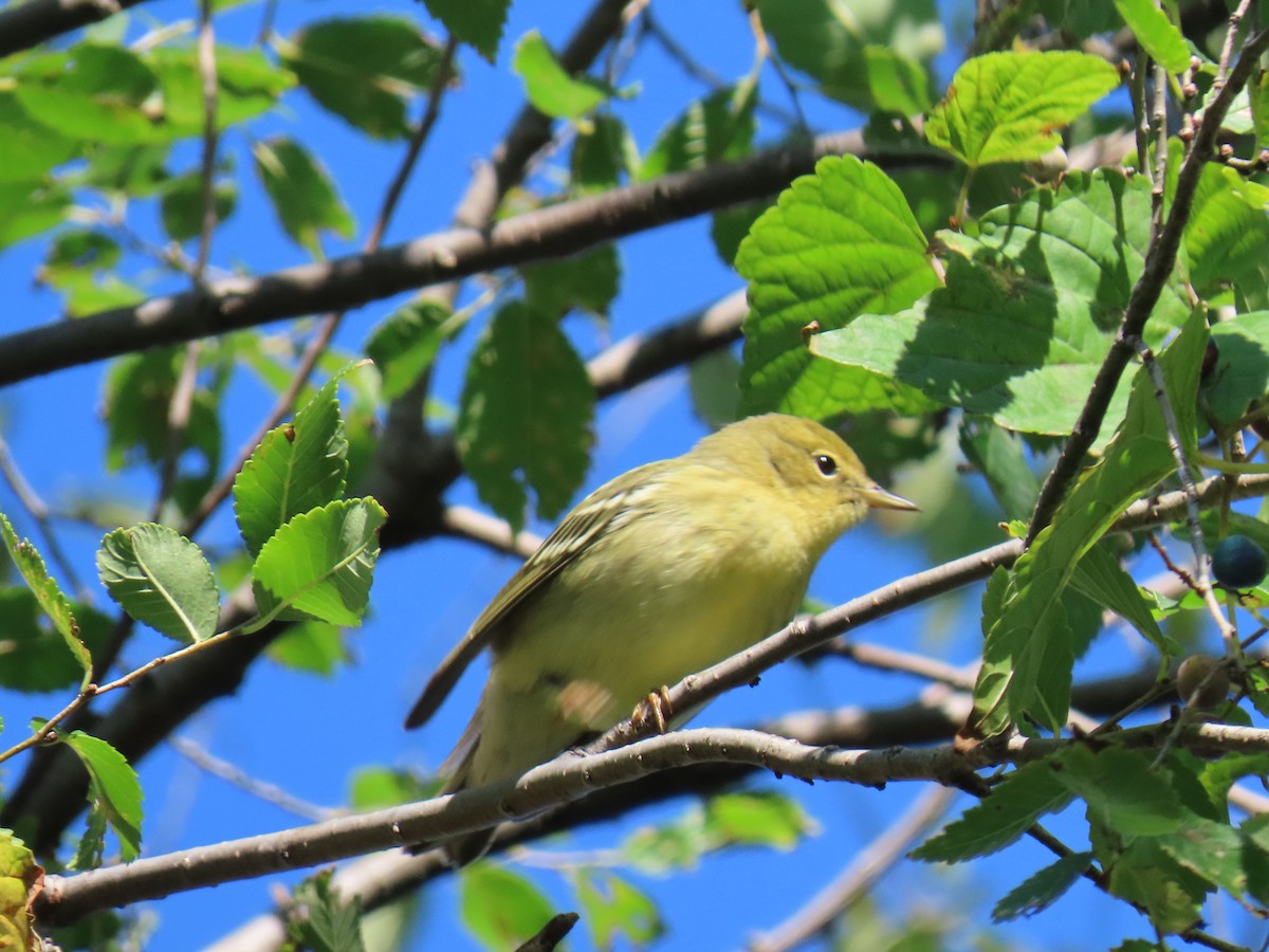 Bay-breasted Warbler - ML267838701