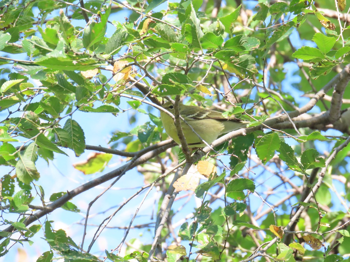 Bay-breasted Warbler - ML267838881