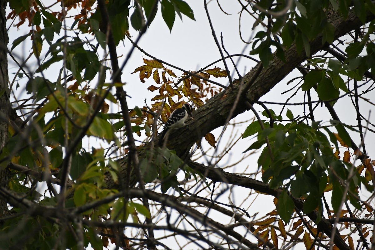 Hairy Woodpecker - ML267840471