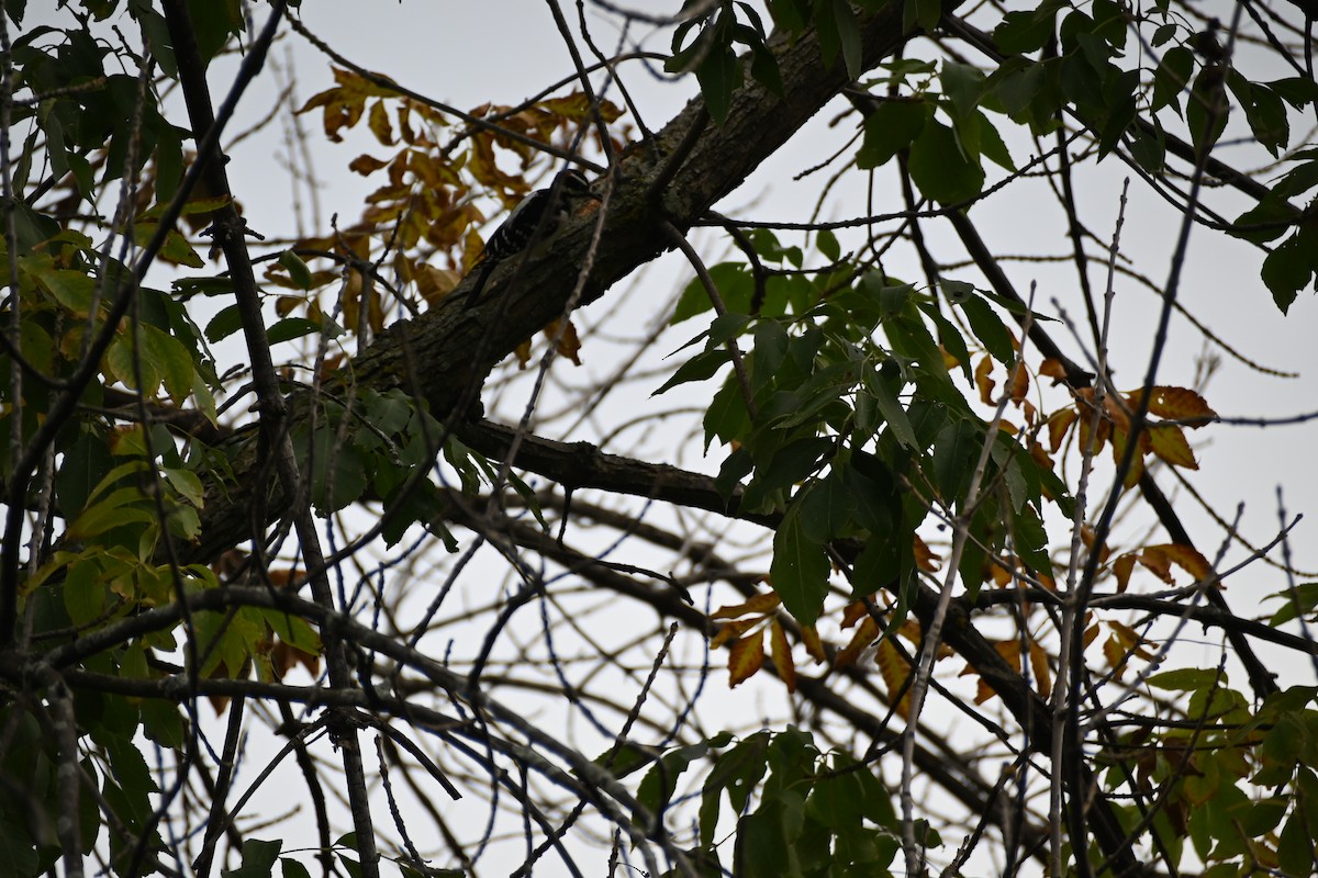 Hairy Woodpecker - Olivier  DECITRE