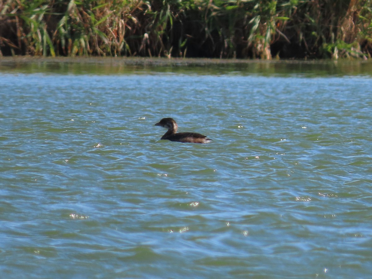 Pied-billed Grebe - ML267841021