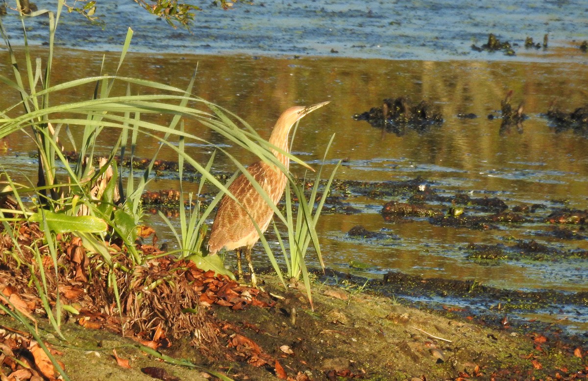 American Bittern - ML267843911