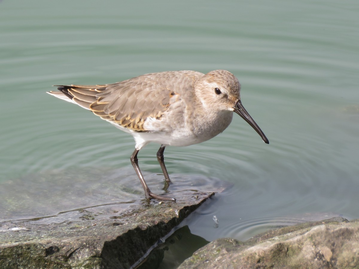 Dunlin - Holly Sweeney