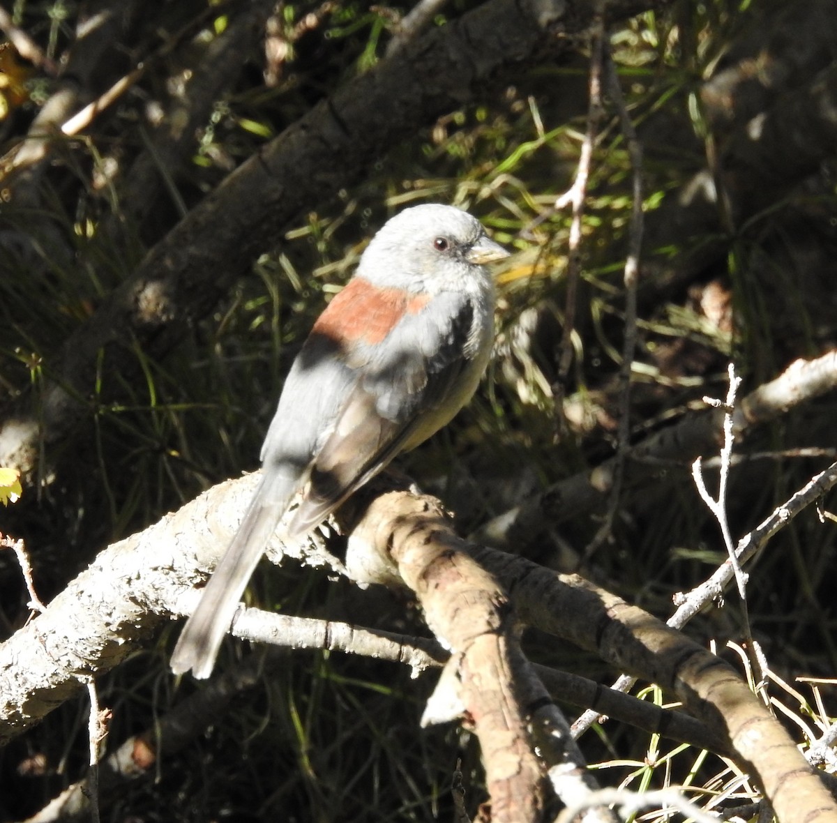 Dark-eyed Junco - ML267844781