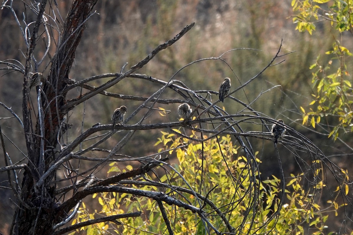 Pine Siskin - ML267845191