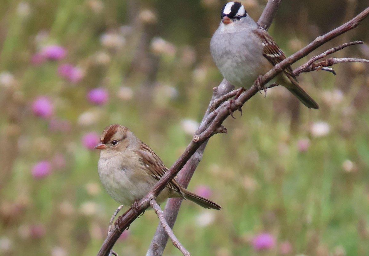 White-crowned Sparrow - ML267845851
