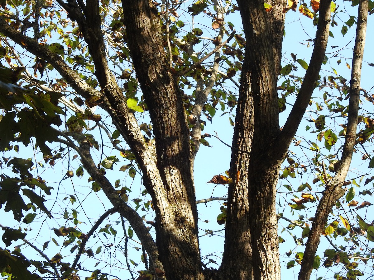 Red-breasted Nuthatch - ML267845881