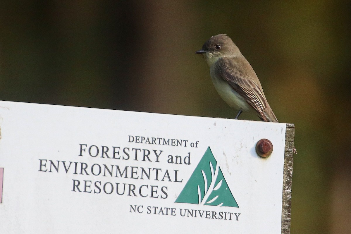 Eastern Phoebe - ML267845941