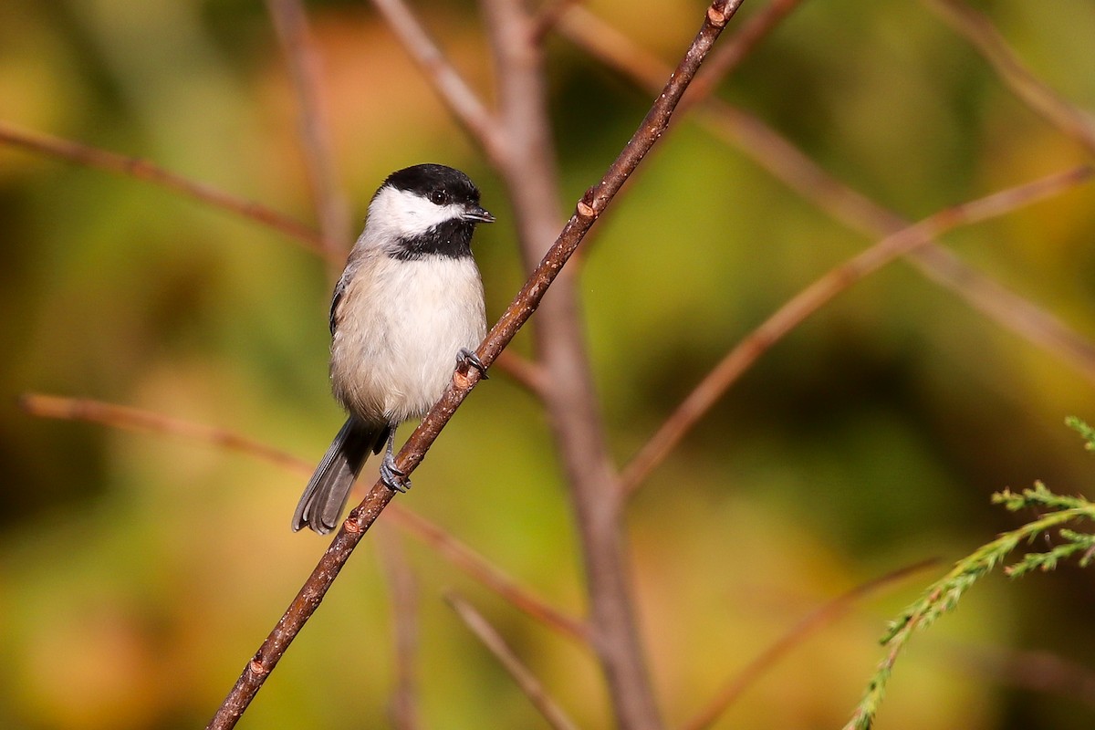 Carolina Chickadee - ML267846031