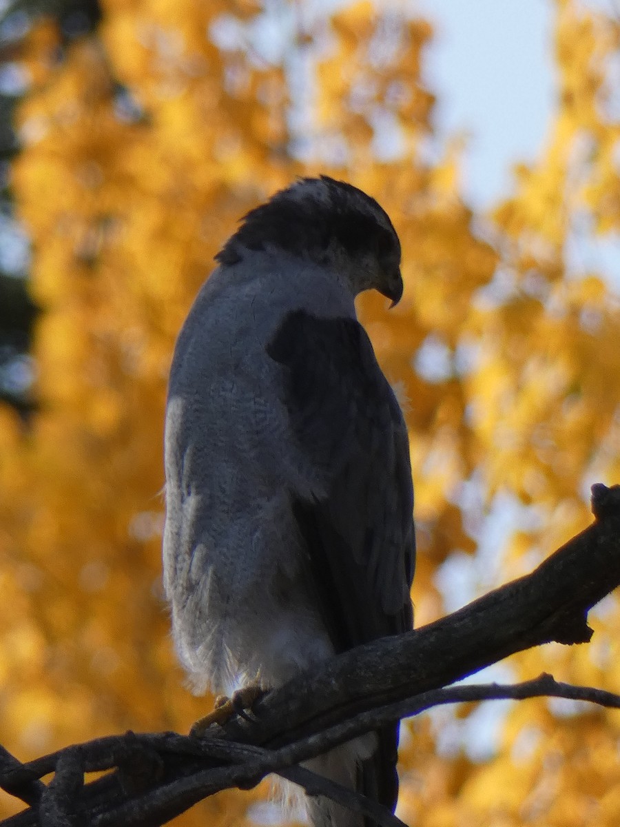 American Goshawk - ML267846981
