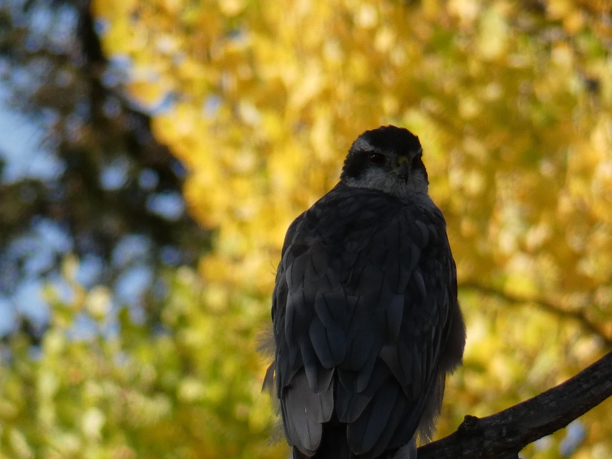 American Goshawk - ML267846991