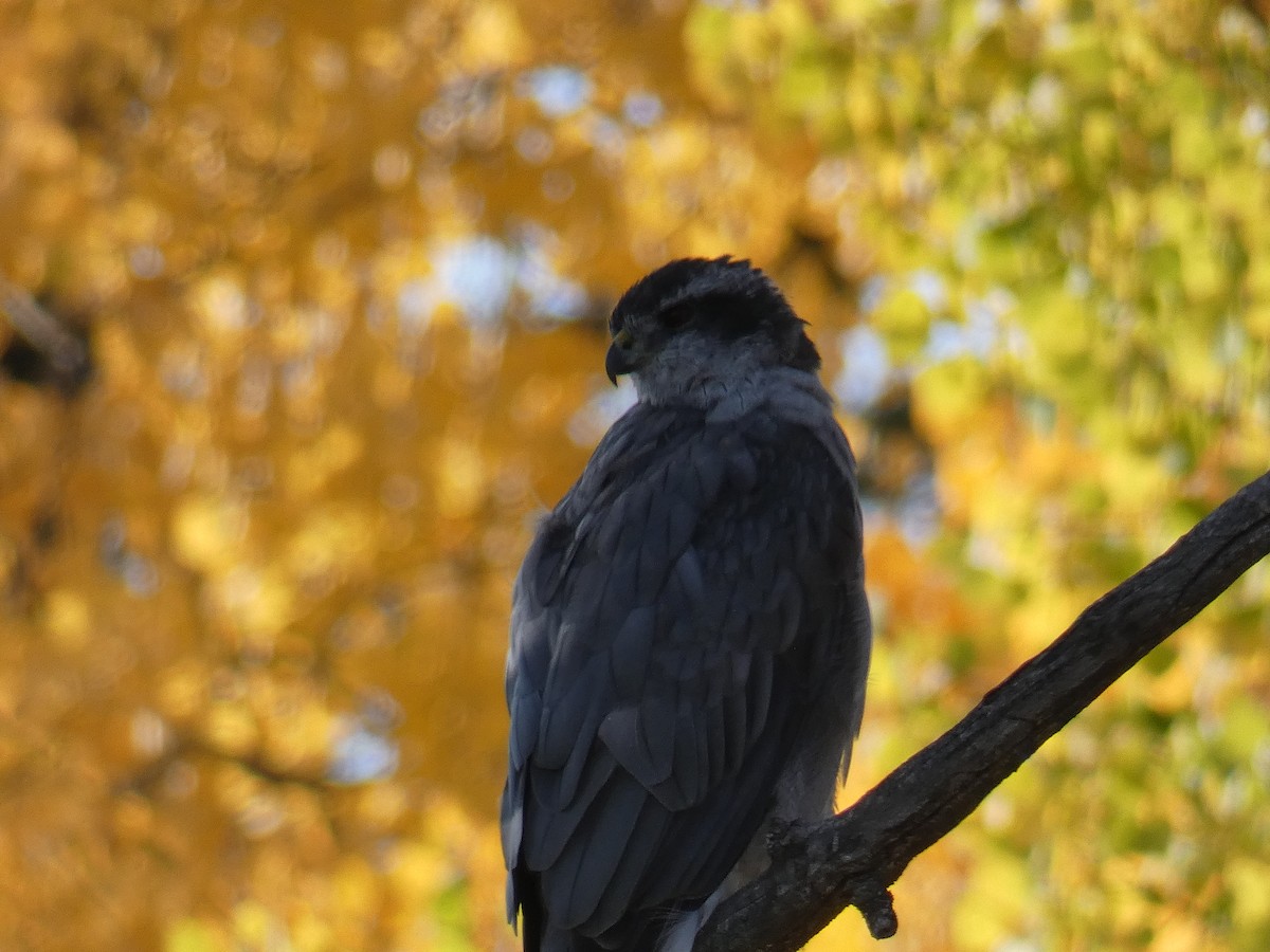American Goshawk - ML267847001