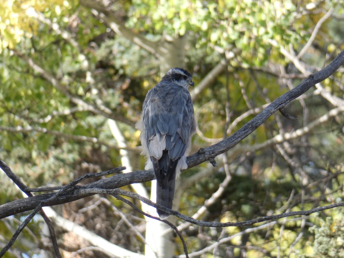 American Goshawk - ML267847011